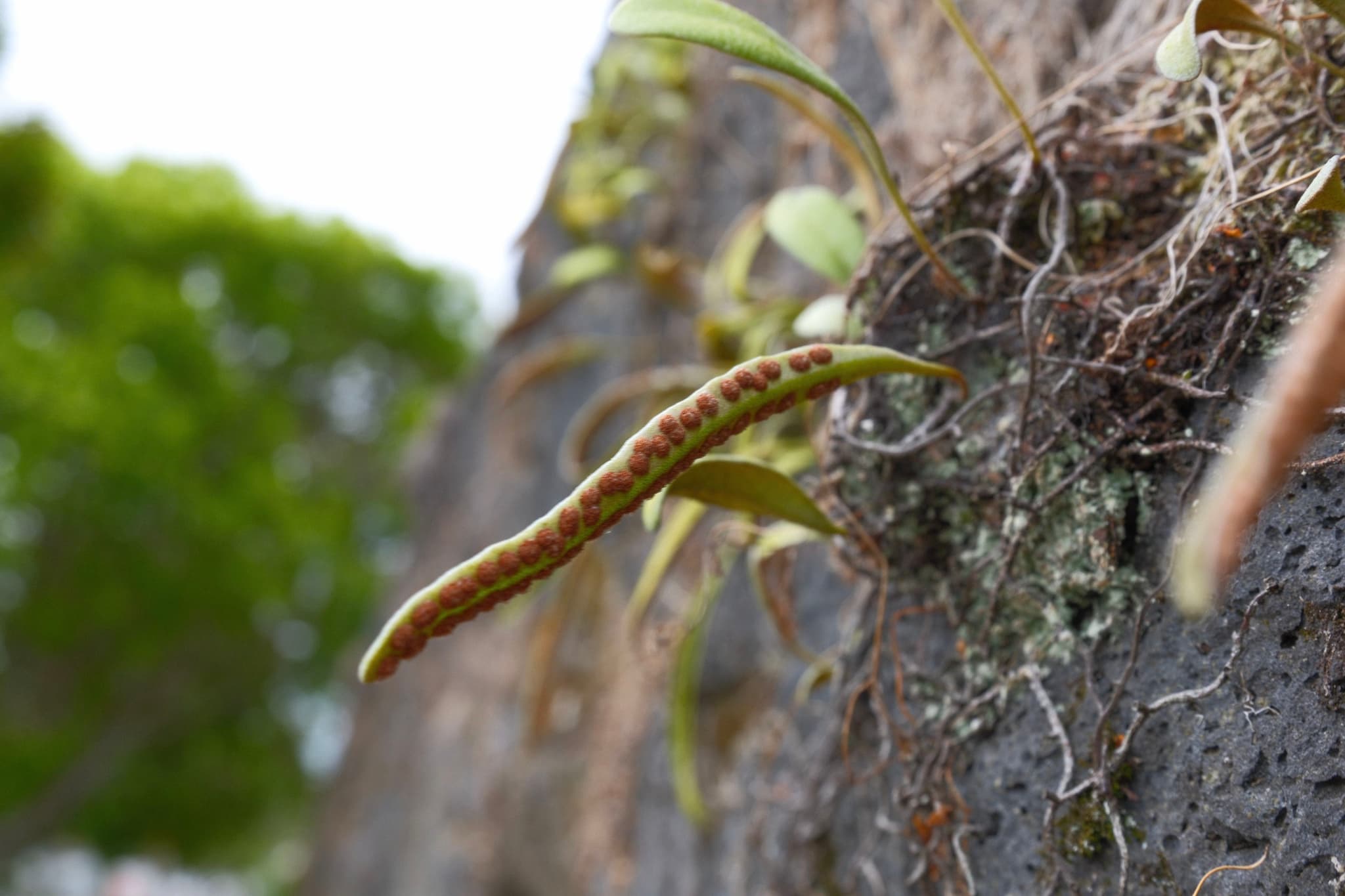Notogrammitis angustifolia sori