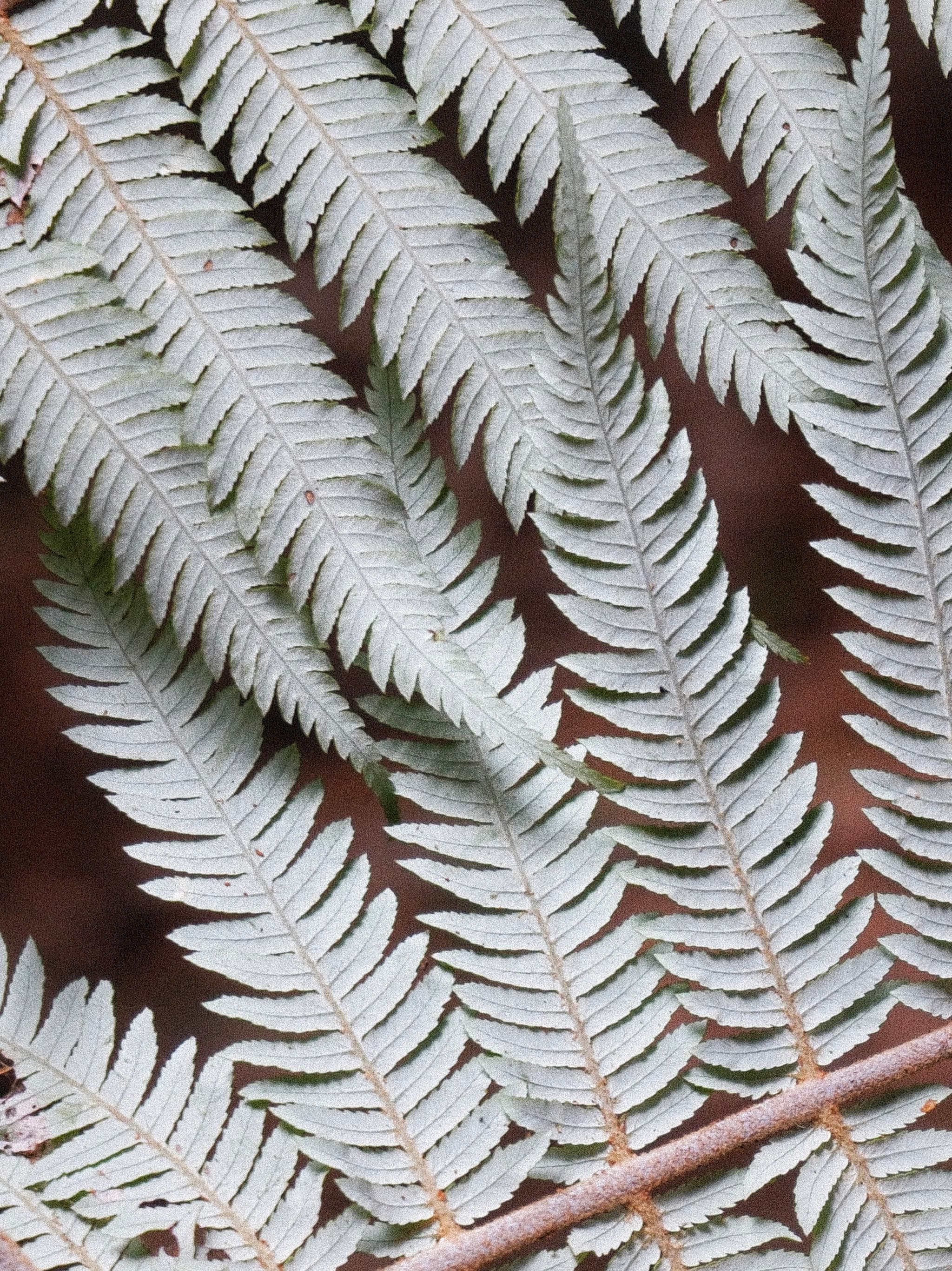 Cyathea dealbata - abaxial surface of a fallen frond