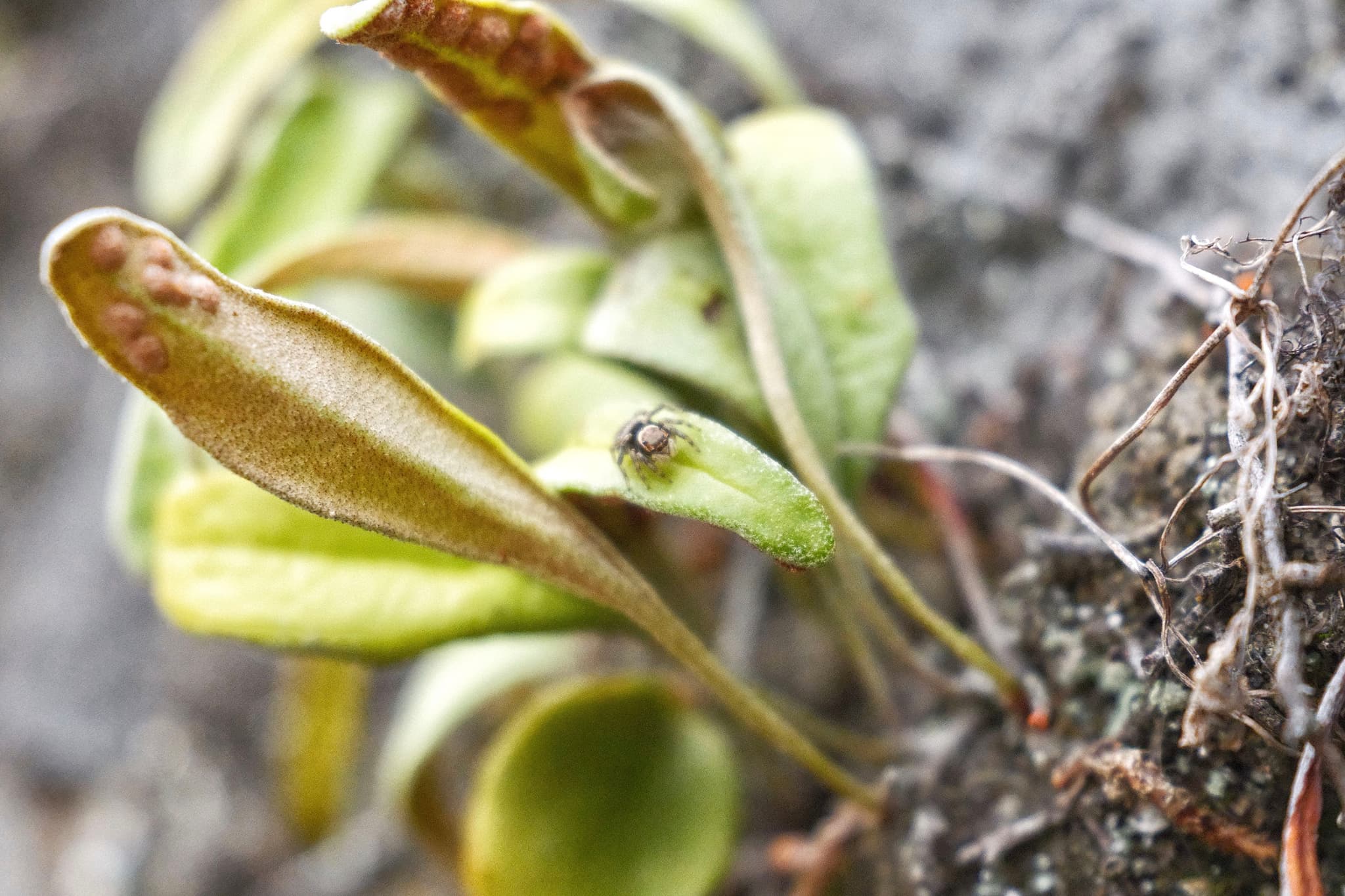 Notogrammitis angustifolia with spider