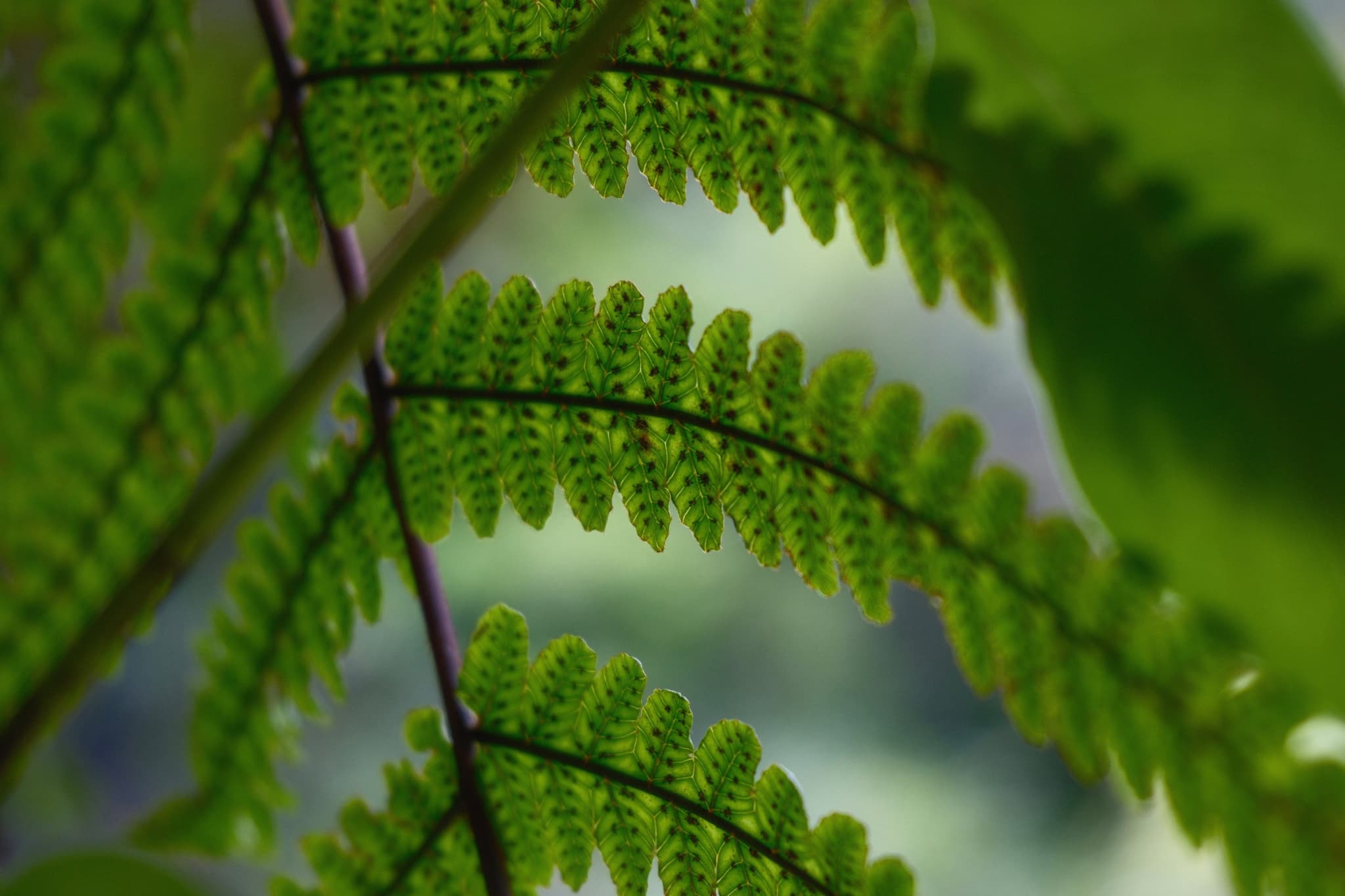 Pakau pennigeratt - abaxial surface