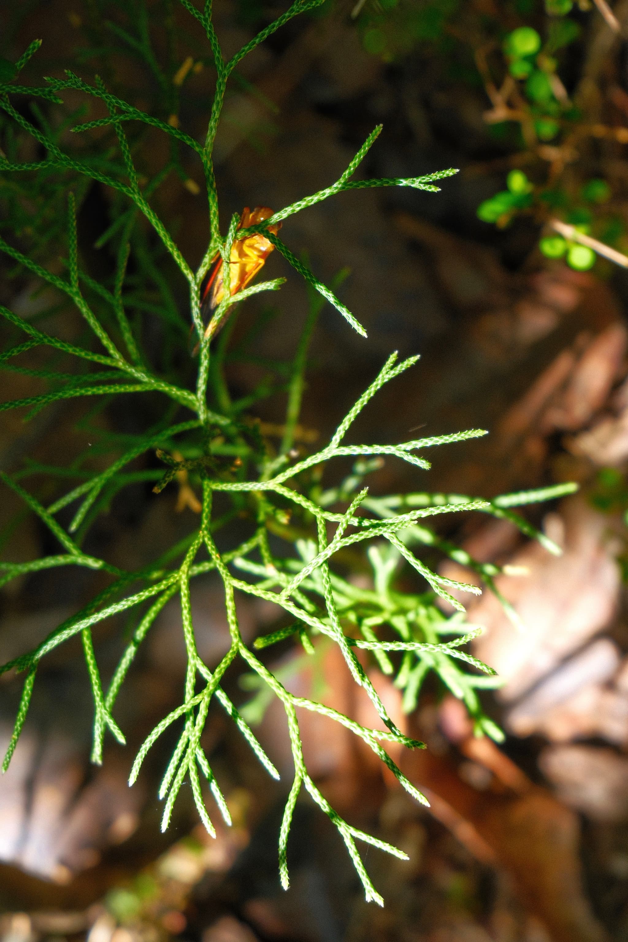 Lycopodium deuterodensum (Clubmoss)