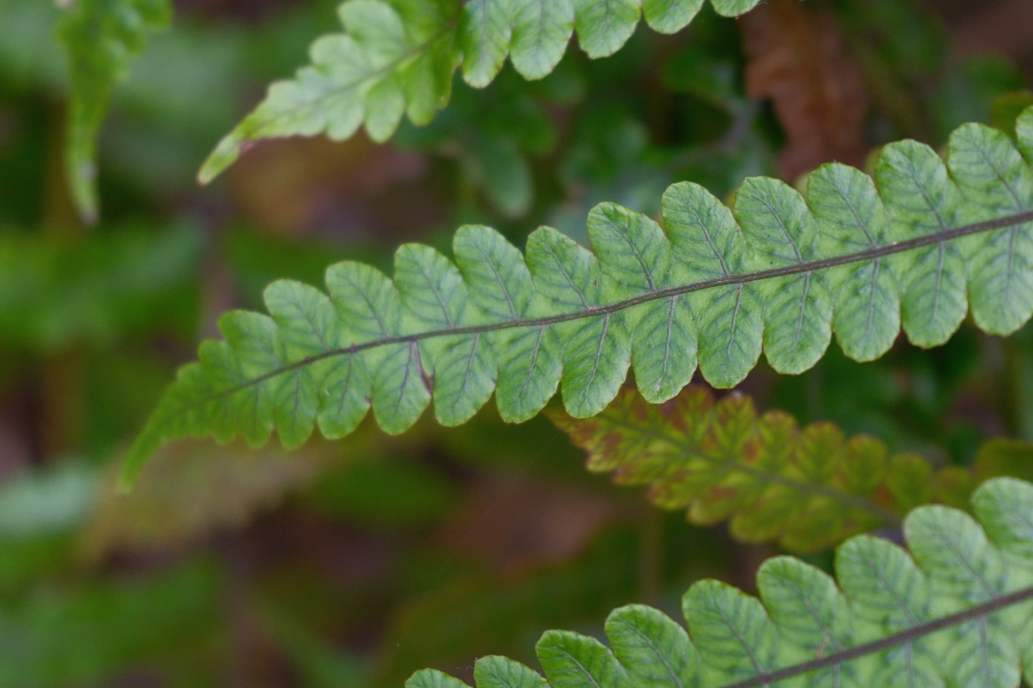 Pakau pennigeratt - adaxial surface